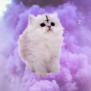 Meet your Posher, Tia